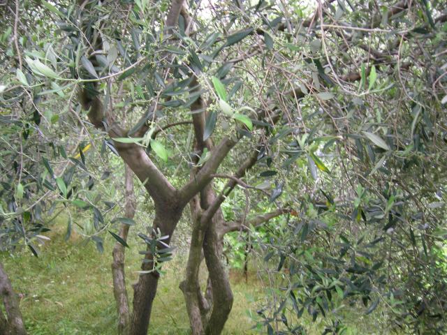 colli lavori e molo 5 008