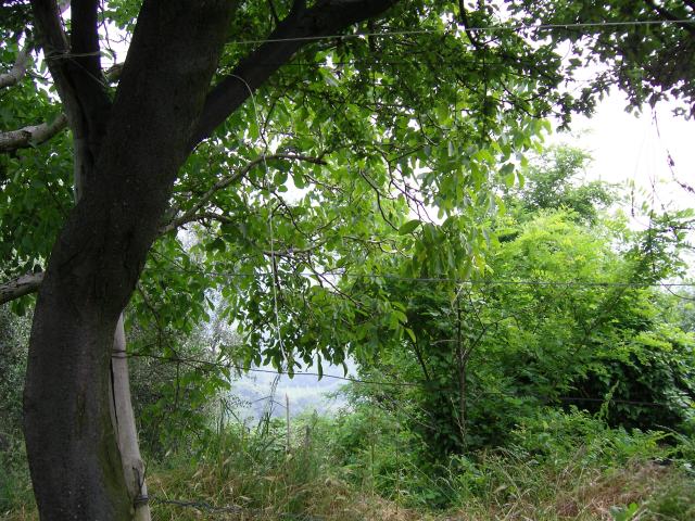 colli veduta